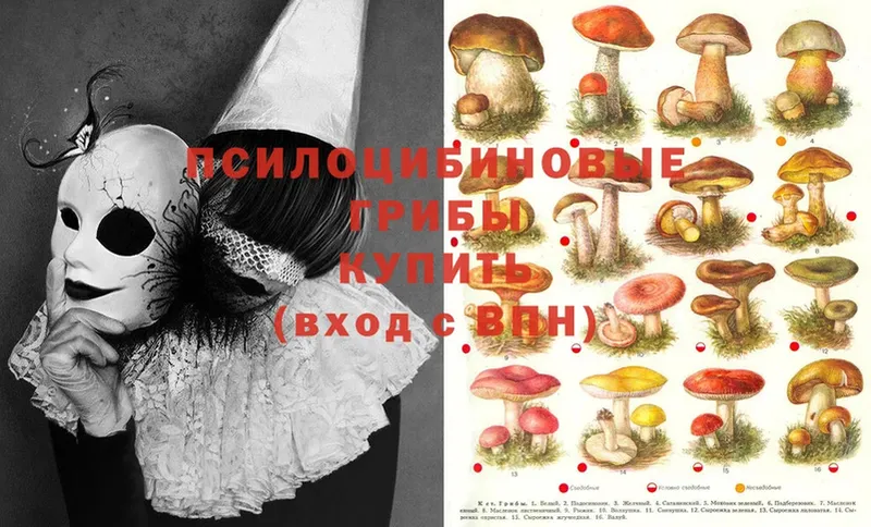 как найти наркотики  Змеиногорск  Галлюциногенные грибы Magic Shrooms 